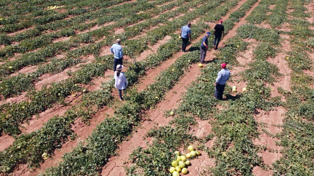 Toprağın yapısı meyvenin lifsiz ve lezzetli olmasını sağlıyor: Günde 200-300 ton hasat ediliyor 1